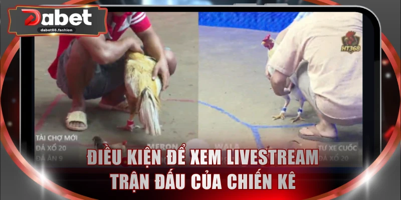 Điều kiện để xem livestream trận đấu của chiến kê